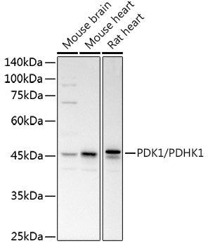 PDK1/PDHK1 Rabbit pAb