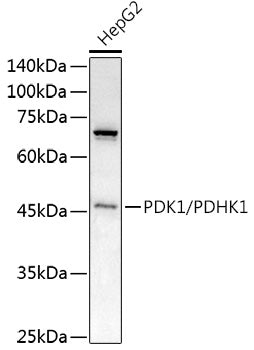 PDK1/PDHK1 Rabbit pAb