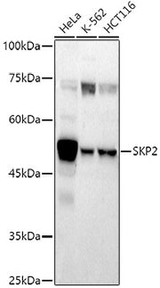 SKP2 Rabbit pAb