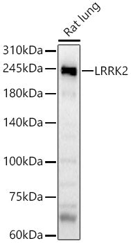 LRRK2 Rabbit pAb
