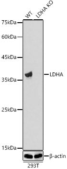 [KO Validated] LDHA Rabbit mAb