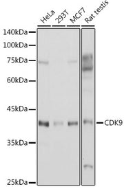 CDK9 Rabbit pAb