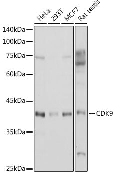 CDK9 Rabbit pAb