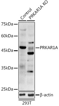 [KO Validated] PRKAR1A Rabbit pAb