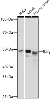 IKKγ Rabbit pAb