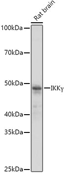 IKKγ Rabbit pAb