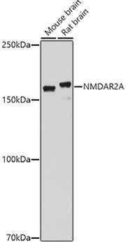 NMDAR2A Rabbit pAb