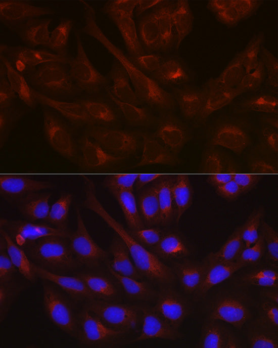 NSF Rabbit pAb