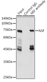 NSF Rabbit pAb