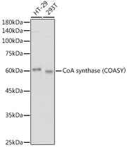 CoA synthase (COASY） Rabbit mAb