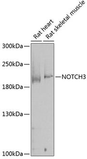 NOTCH3 Rabbit pAb