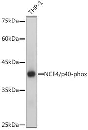 NCF4/p40-phox Rabbit mAb