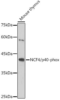 NCF4/p40-phox Rabbit mAb