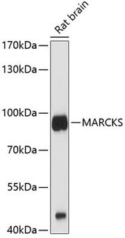 MARCKS Rabbit pAb