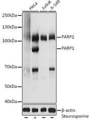 PARP1 Rabbit pAb