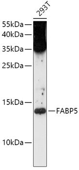 FABP5 Rabbit pAb