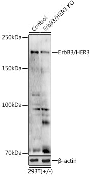 [KO Validated] ErbB3/HER3 Rabbit pAb