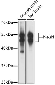 NeuN Rabbit pAb