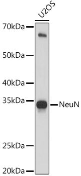 NeuN Rabbit pAb