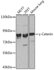 γ-Catenin Rabbit pAb