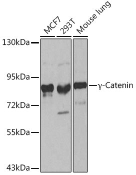 γ-Catenin Rabbit pAb