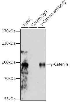γ-Catenin Rabbit pAb