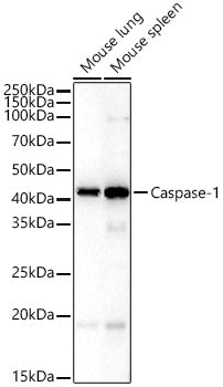 Caspase-1 Rabbit pAb