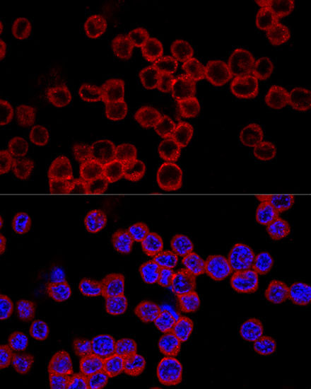 Caspase-1 Rabbit pAb