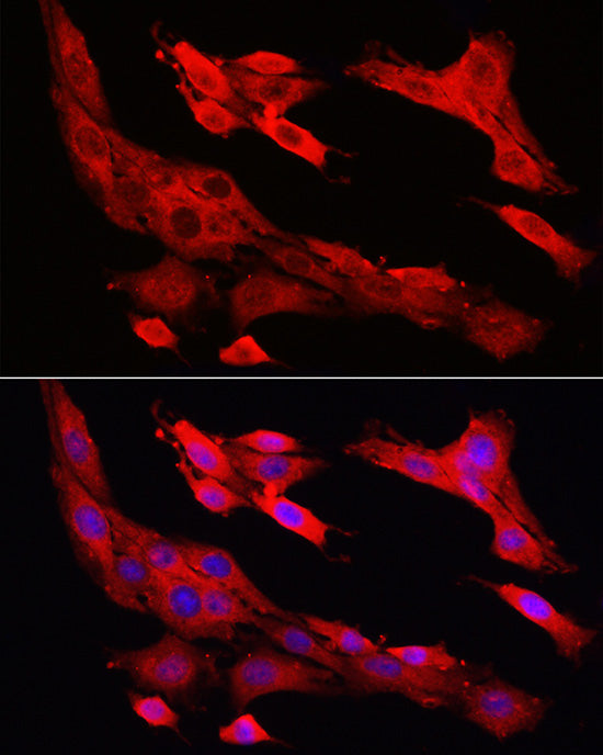 Caspase-1 Rabbit pAb