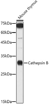 Cathepsin B Rabbit pAb