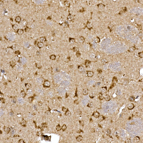 Cathepsin B Rabbit pAb