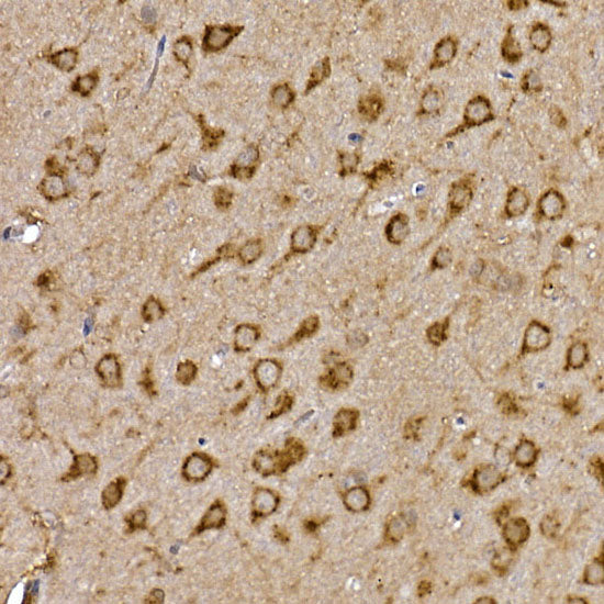 Cathepsin B Rabbit pAb
