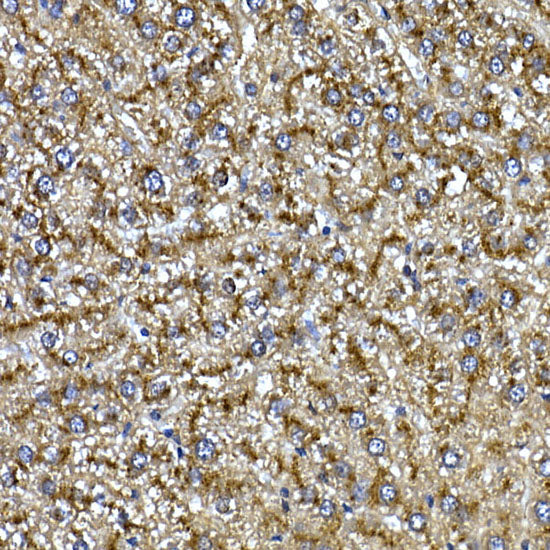 Cathepsin B Rabbit pAb
