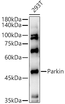 Human Parkin Rabbit pAb
