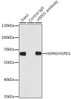 HSP60/HSPD1 Rabbit pAb