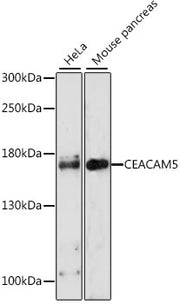 CEACAM5 Rabbit pAb