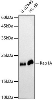 [KO Validated] Rap1A Rabbit pAb