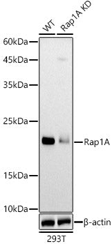[KO Validated] Rap1A Rabbit pAb