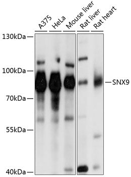 SNX9 Rabbit pAb