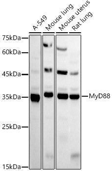 MyD88 Rabbit pAb