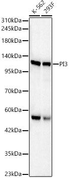 PI3 Kinase p110 beta Rabbit pAb