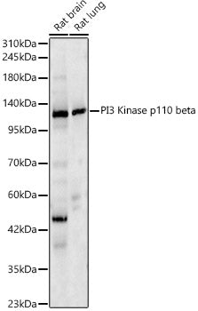 PI3 Kinase p110 beta Rabbit pAb