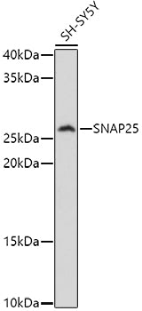SNAP25 Rabbit pAb