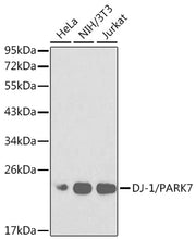 [KO Validated] DJ-1/PARK7 Rabbit pAb