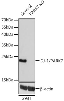 [KO Validated] DJ-1/PARK7 Rabbit pAb