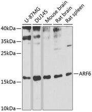 ARF6 Rabbit pAb