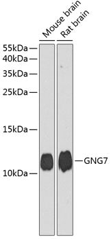 GNG7 Rabbit pAb