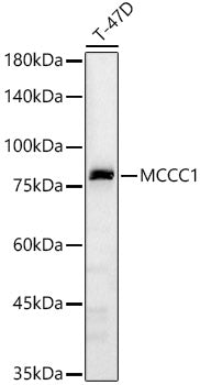 MCCC1 Rabbit pAb