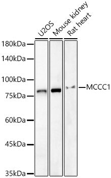 MCCC1 Rabbit pAb