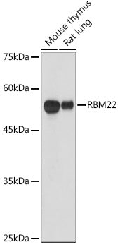 RBM22 Rabbit pAb